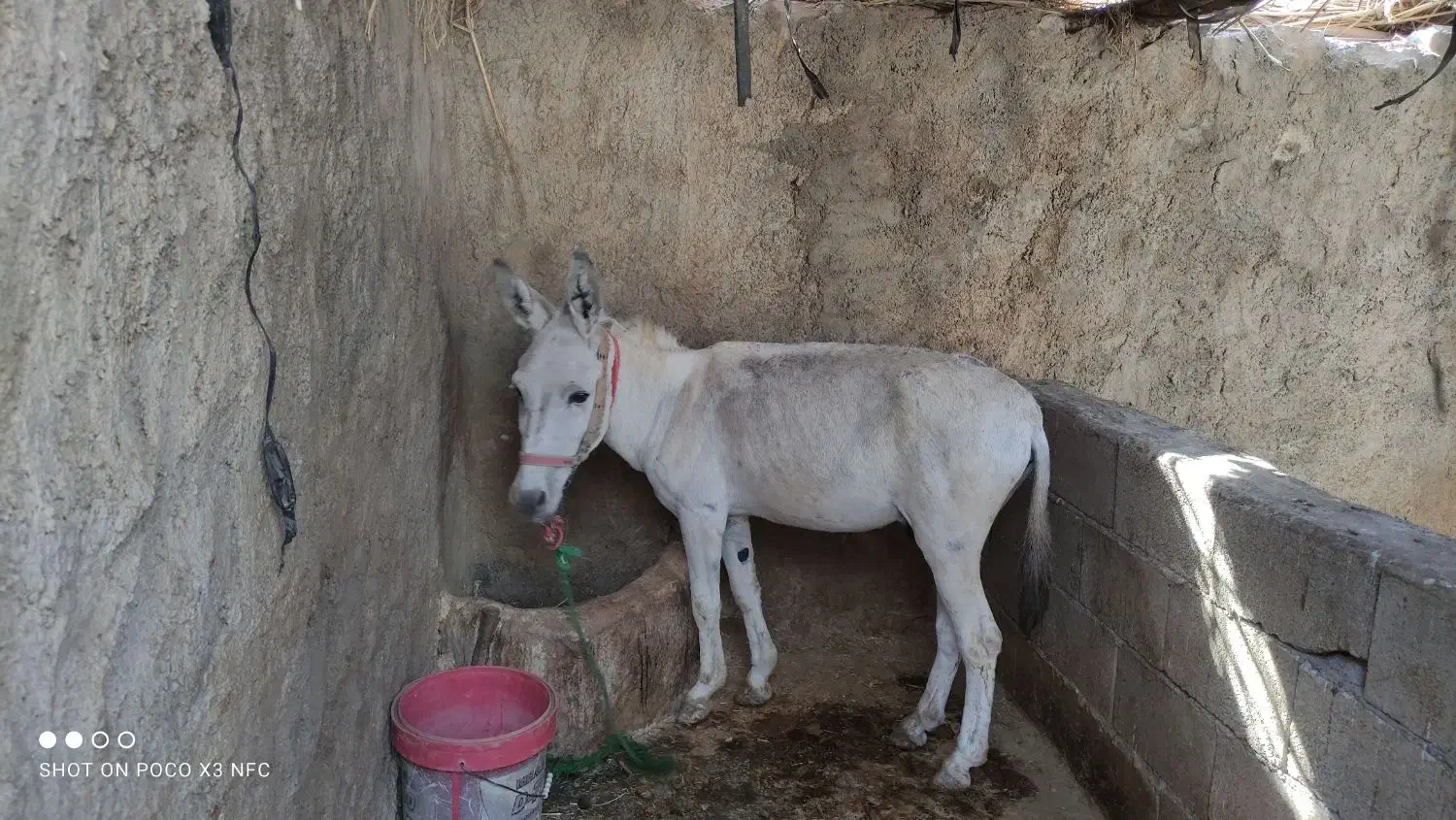 خر الاغ|حیوانات مزرعه|چگنی, |دیوار