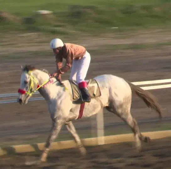 اسب|اسب و تجهیزات اسب‌سواری|مشهد, حرم مطهر رضوی|دیوار