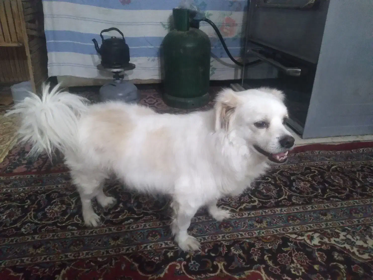 سگ خانگی فول تربیت|سگ|جیرفت, |دیوار