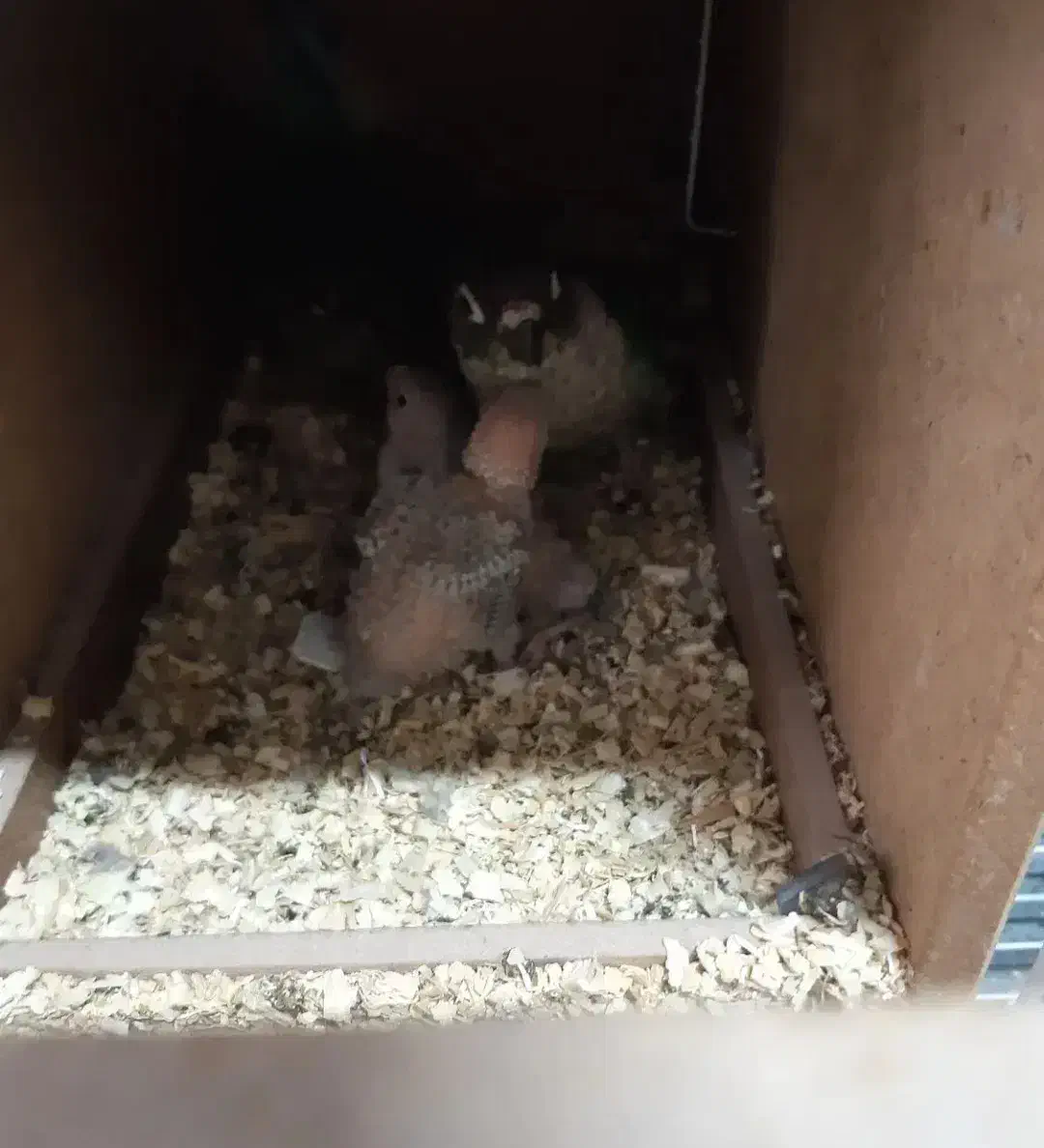 جفت گرینچیک مولد با جوجه|پرنده|میناب, |دیوار