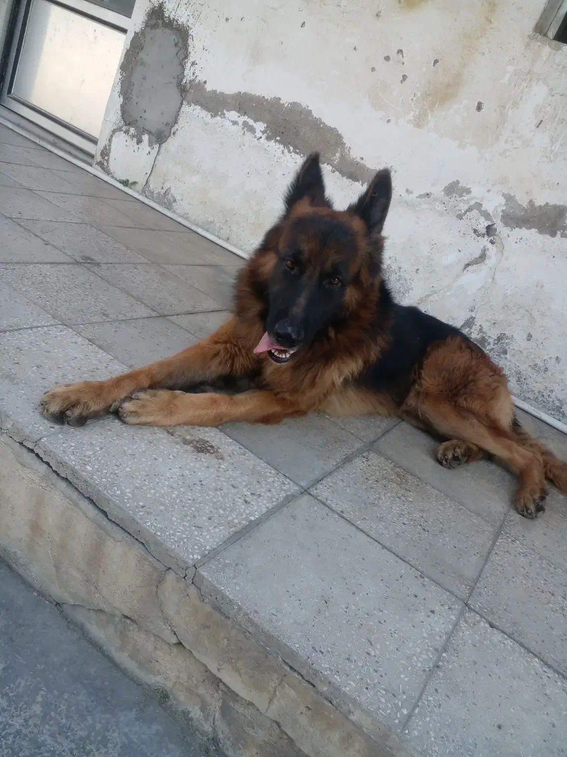 سگ ژرمن|سگ|بابل, |دیوار