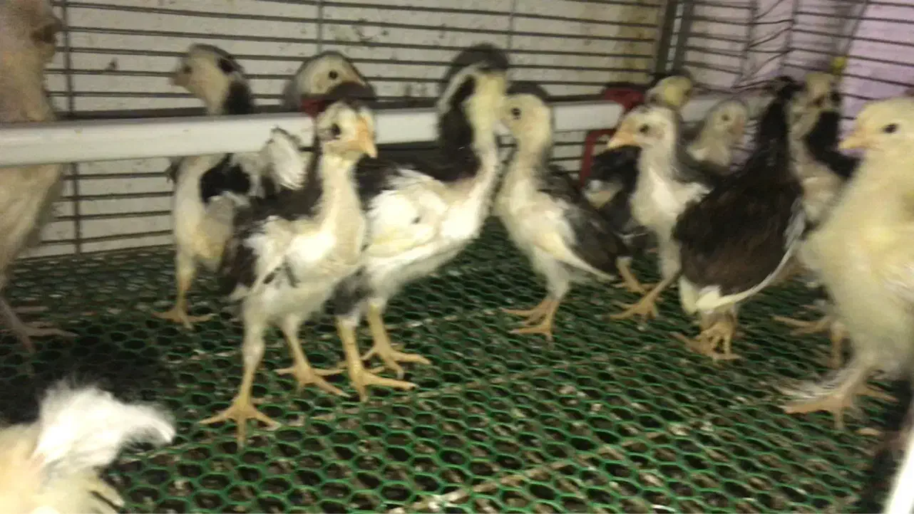 تخم و جوجه مرغ گلین لری|حیوانات مزرعه|بابل, |دیوار