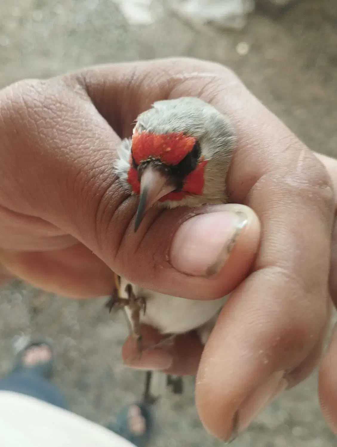 سهره|پرنده|آشخانه, |دیوار