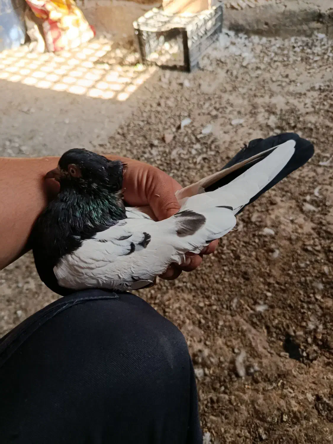 4عددکبوتردوری|پرنده|حمیدیه, |دیوار