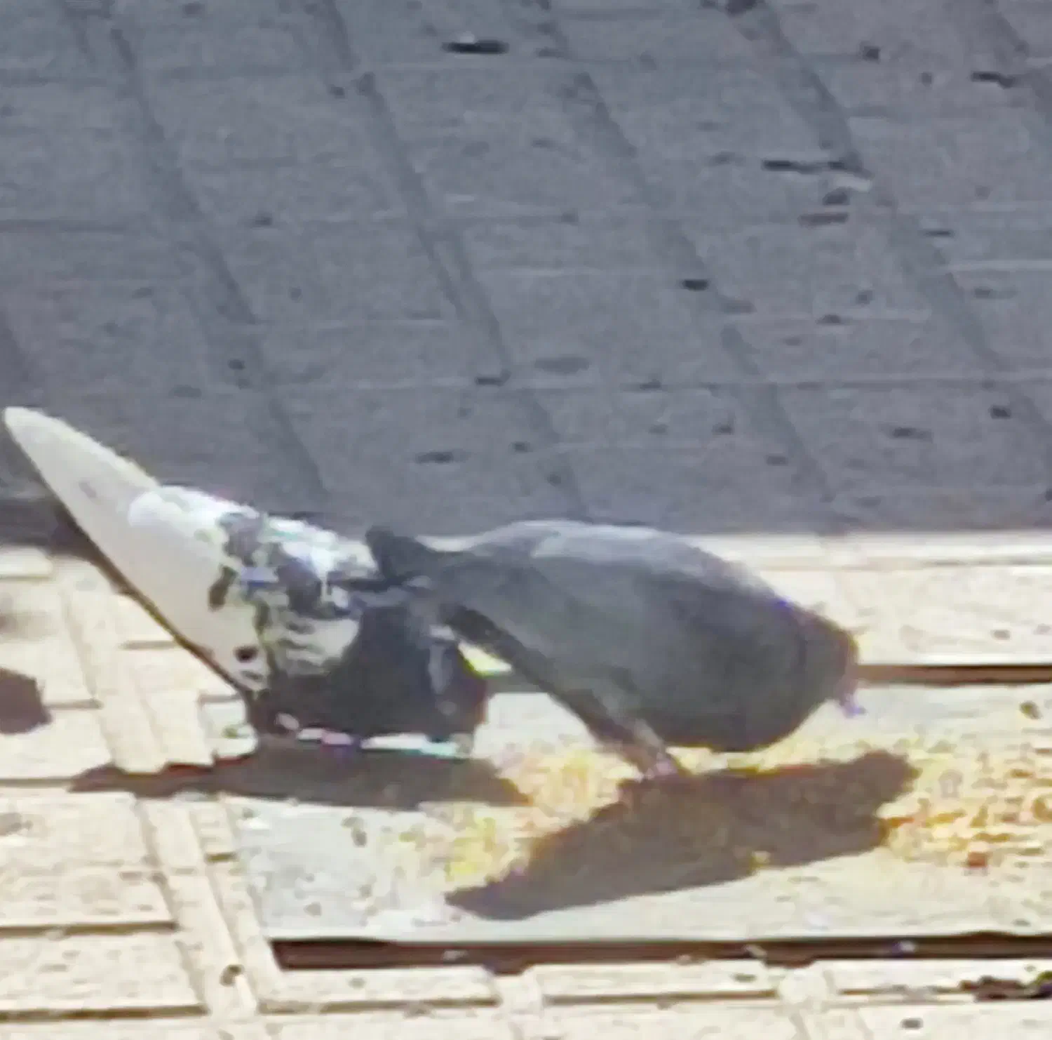 کبوتر|پرنده|آباده, |دیوار