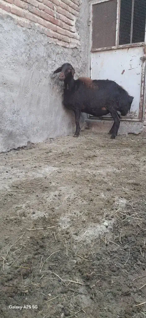 گوسفند ماده|حیوانات مزرعه|خسروشاه, |دیوار