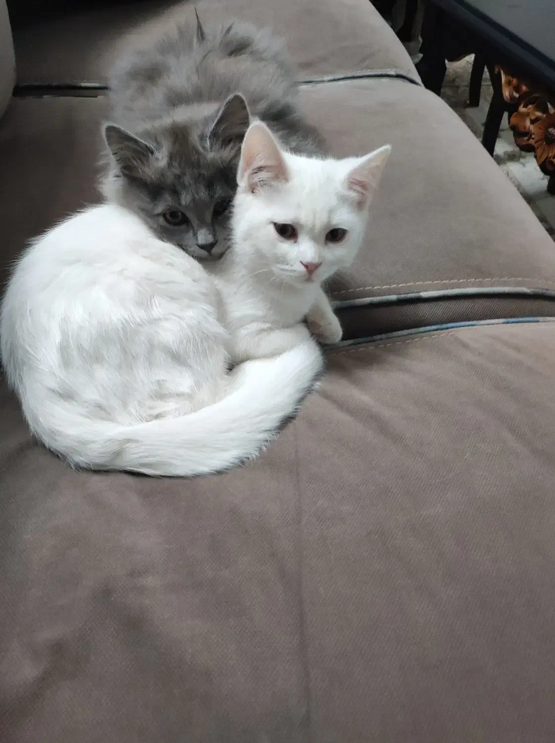 گربه بریتیش سفید و طوسی به فروش میرسد|گربه|بجنورد, |دیوار