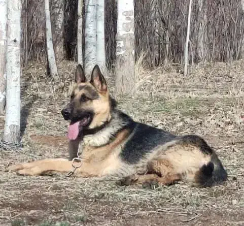 سگ ژرمن گمشده|حیوانات|ابهر, |دیوار