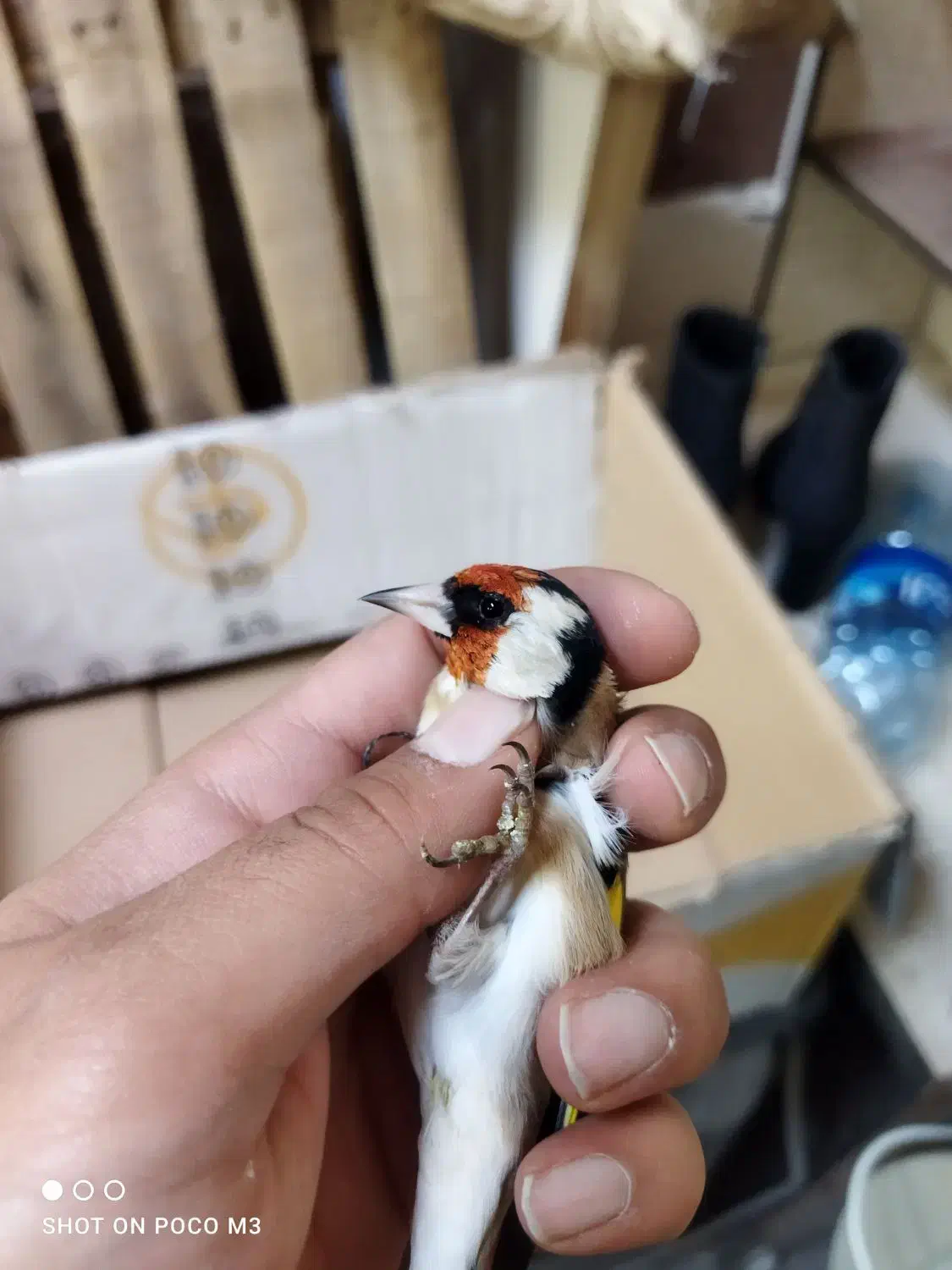 سهره عشقبازی|پرنده|خوی, |دیوار