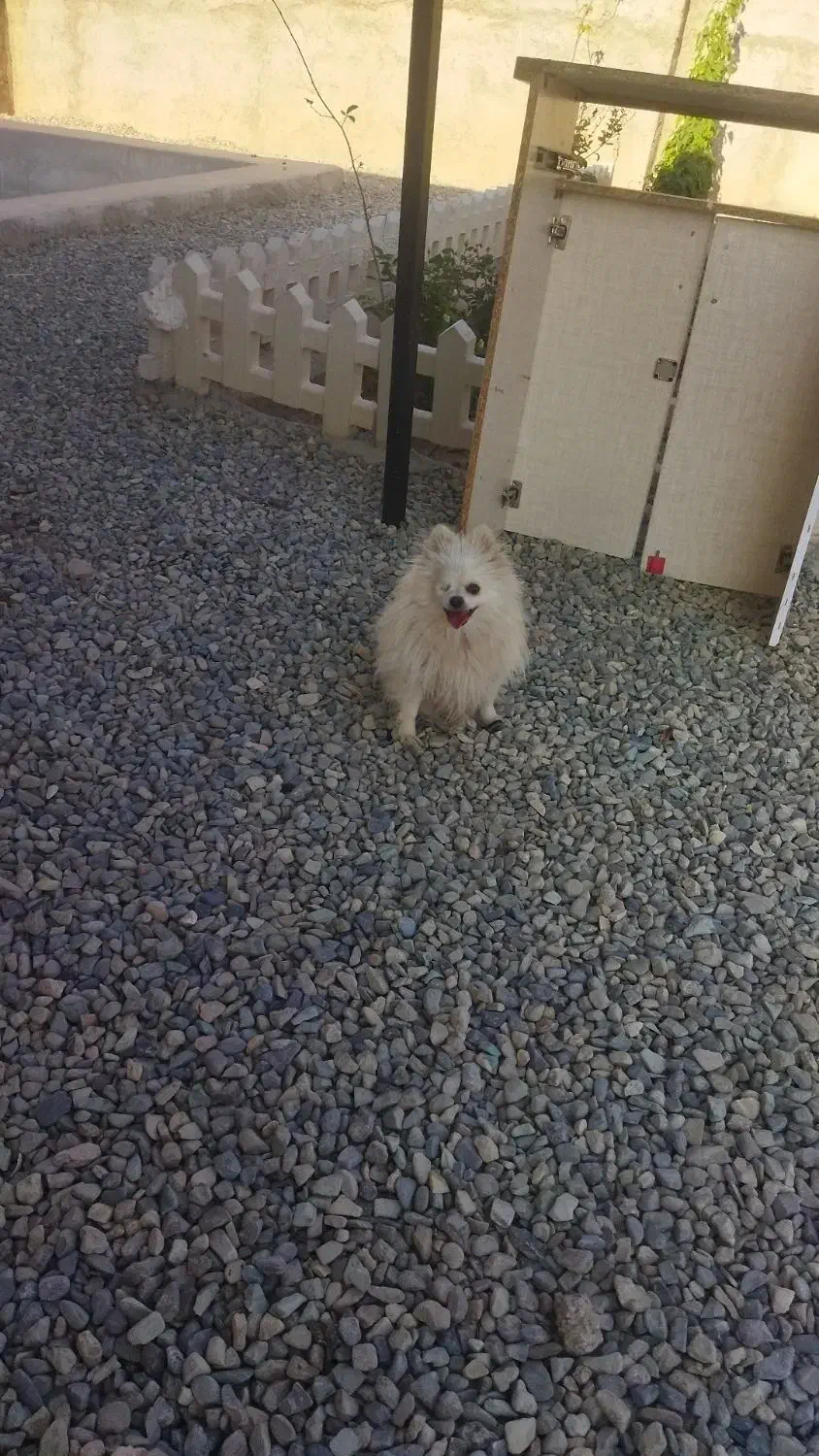 واگذاره سه قلاده پامیرین نر وماده|سگ|رباطکریم, رباطکریم|دیوار