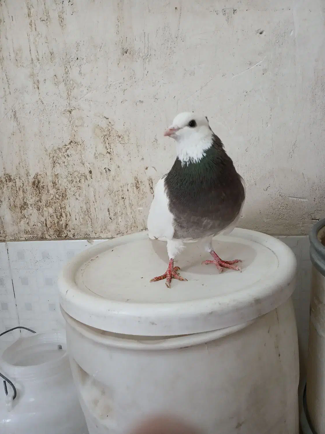 کلفه بیز ککیل ۸۰۰|پرنده|اردبیل, |دیوار