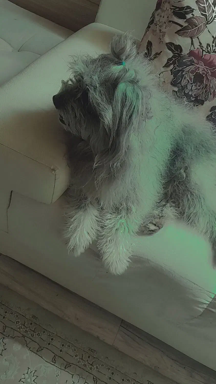 سگ شیتزو|سگ|قدس, شهرقدس|دیوار