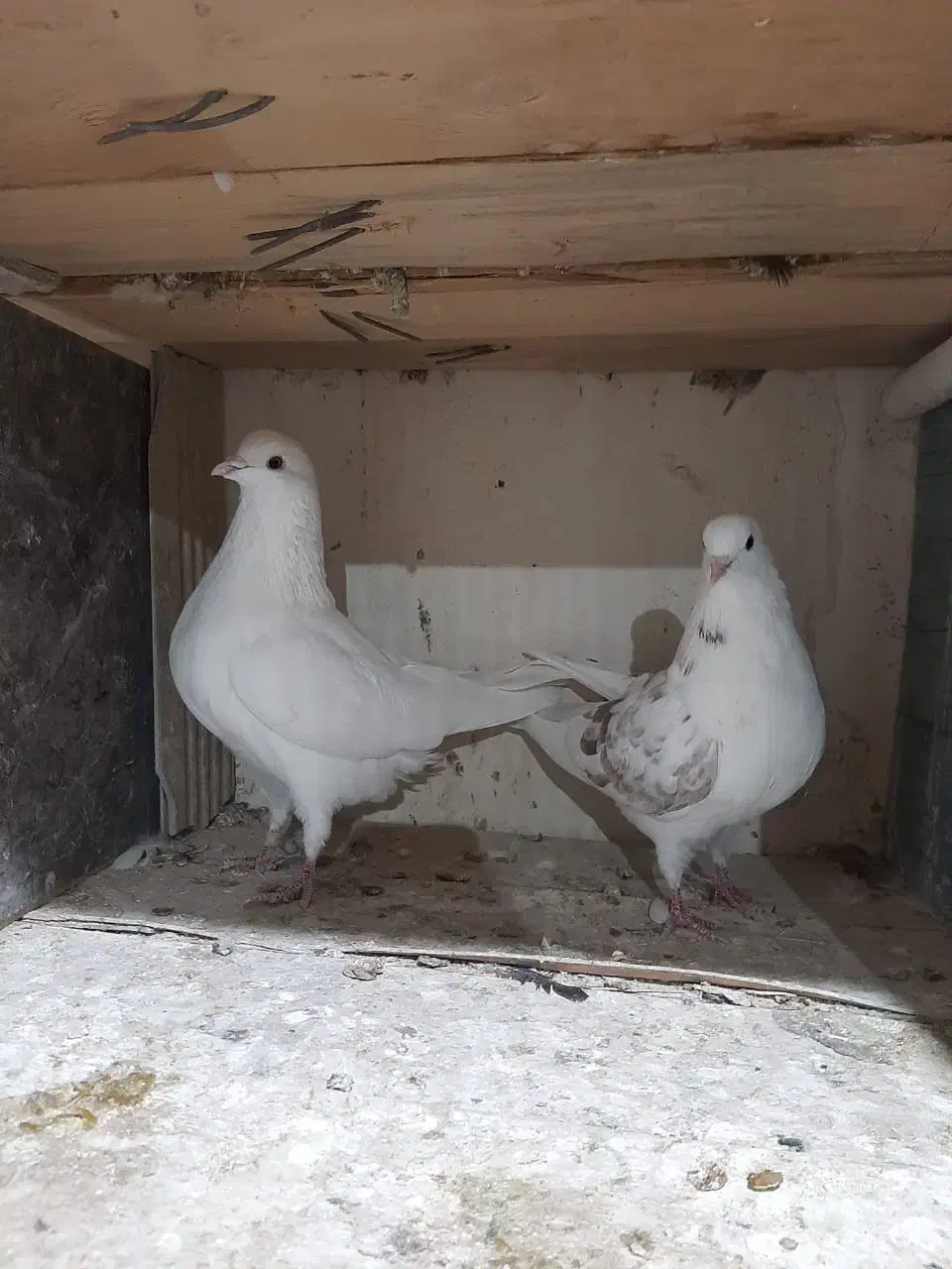 فروش کبوتر های جفت درجه یک با پریدن ۵ تا ۶ساعت نیم|پرنده|سیستان, |دیوار