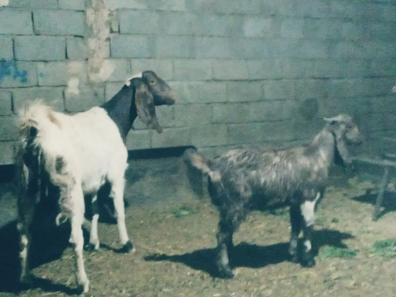 یک راس بز درشت|حیوانات مزرعه|فریمان, |دیوار