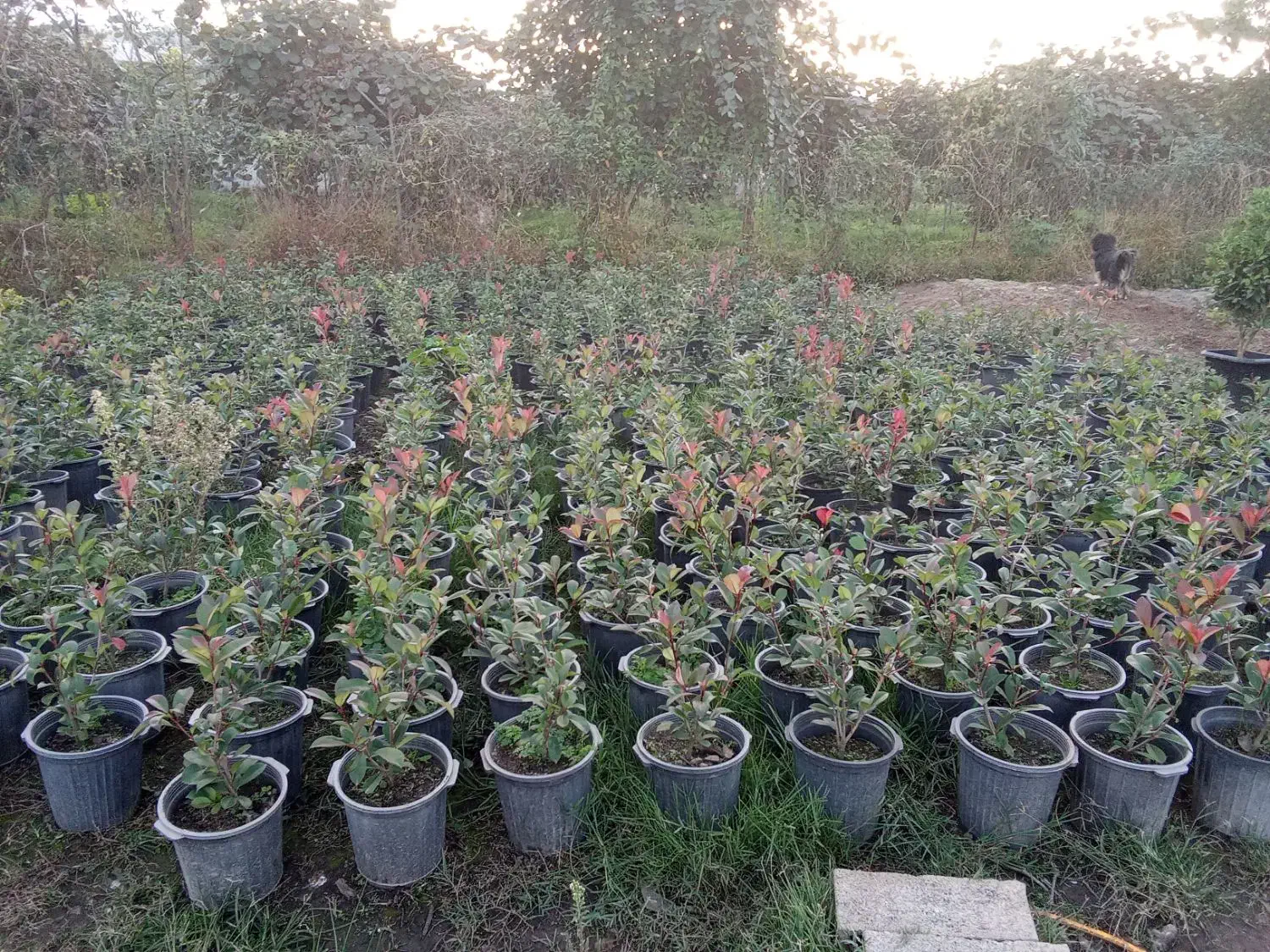 فتونیا و انواع گل|خدمات باغبانی و درختکاری|واجارگاه, |دیوار