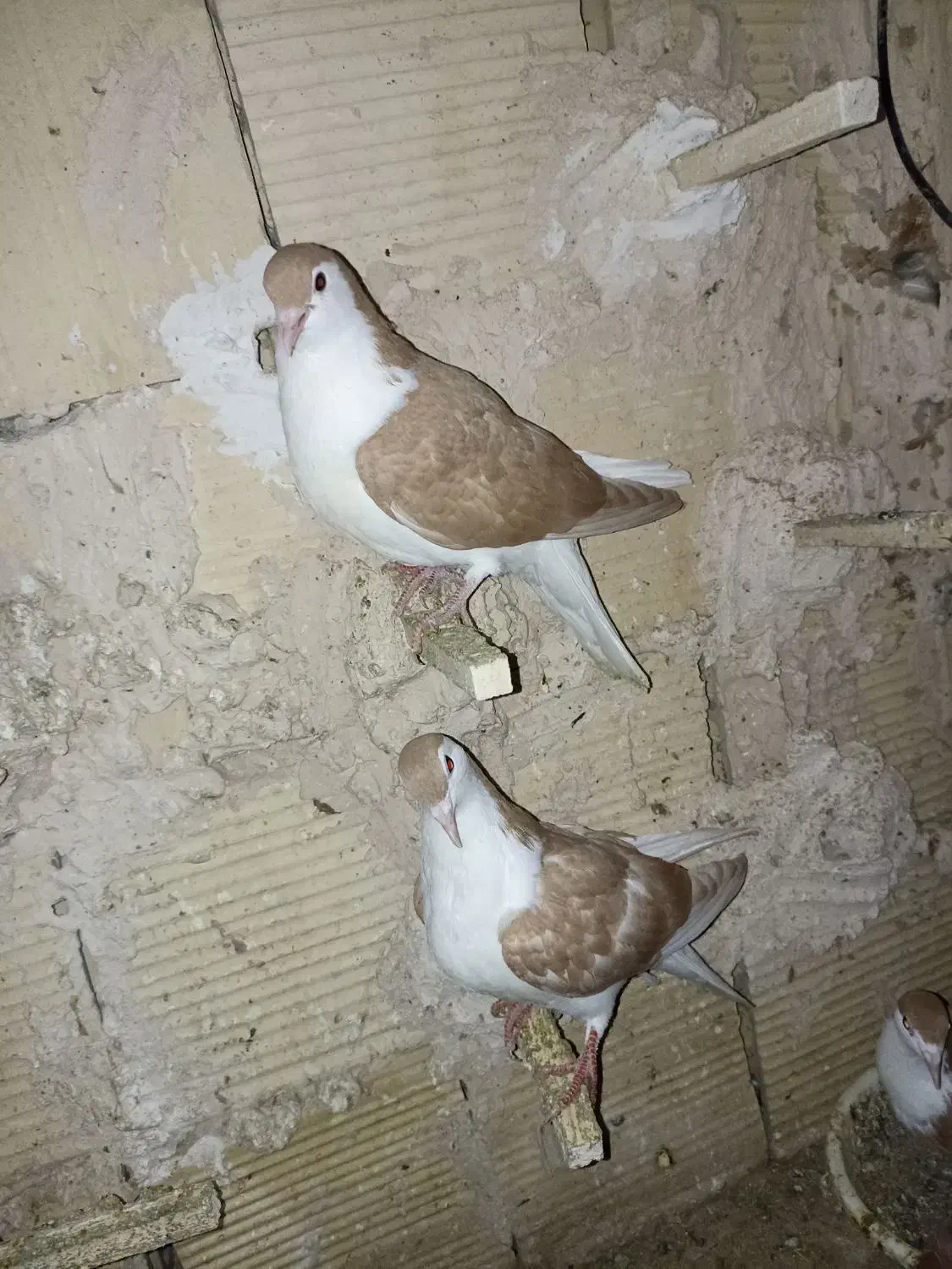 ۴تاکفترجوجه چپ کلاغ چپ ساده|پرنده|مشهد, شهید قربانی|دیوار