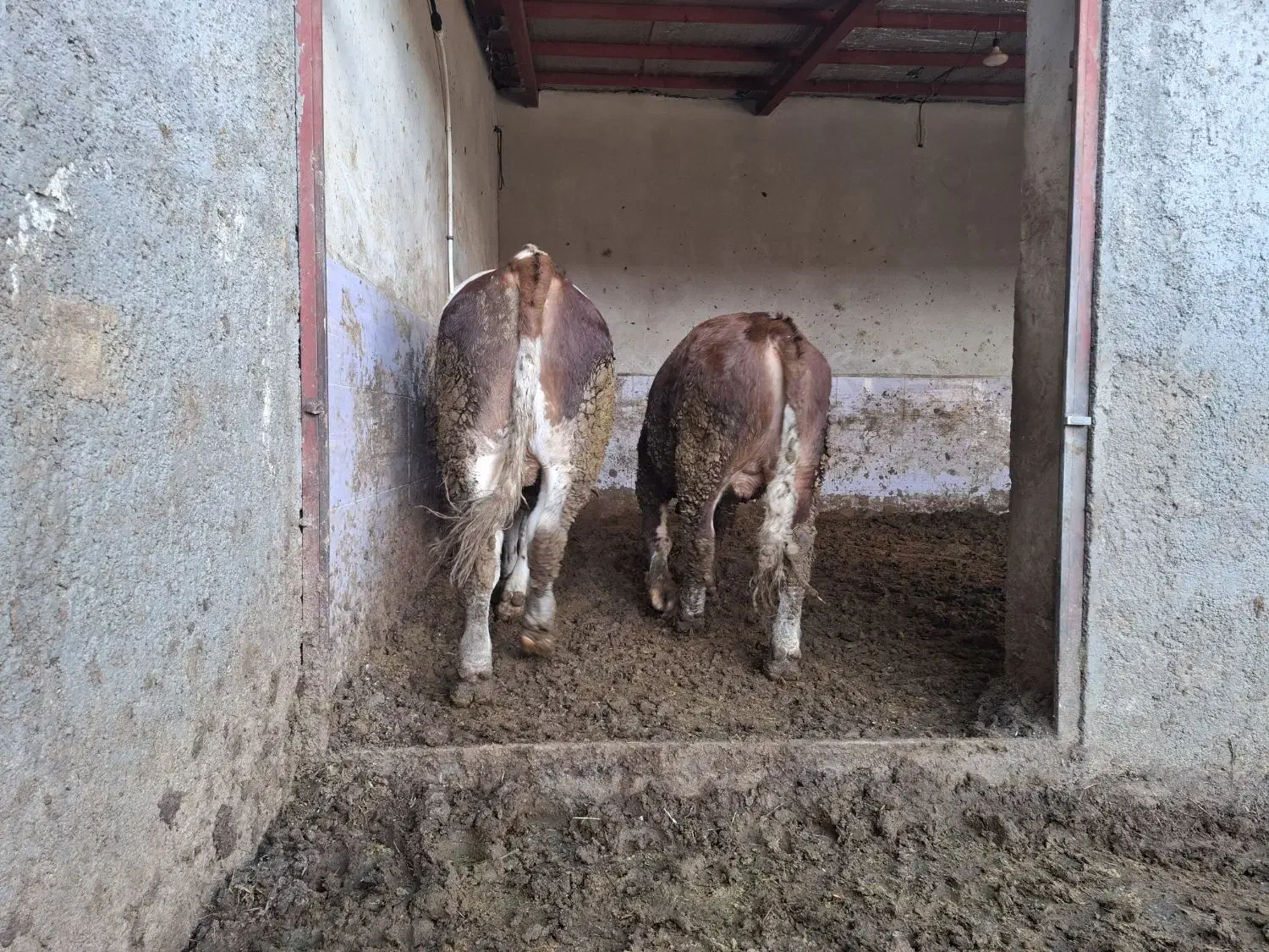 فروش گوساله پروار|حیوانات مزرعه|گوآور, |دیوار