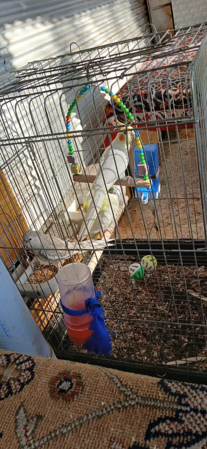 طوطی عروس سخنگو|پرنده|شوشتر, |دیوار