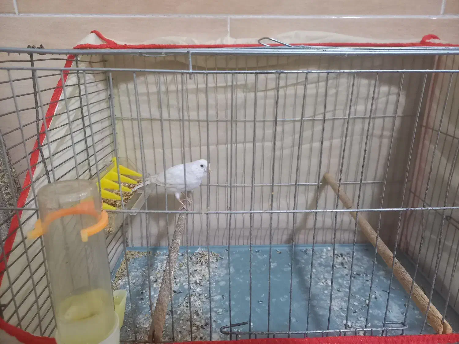 قناری نر|پرنده|کرمان, |دیوار