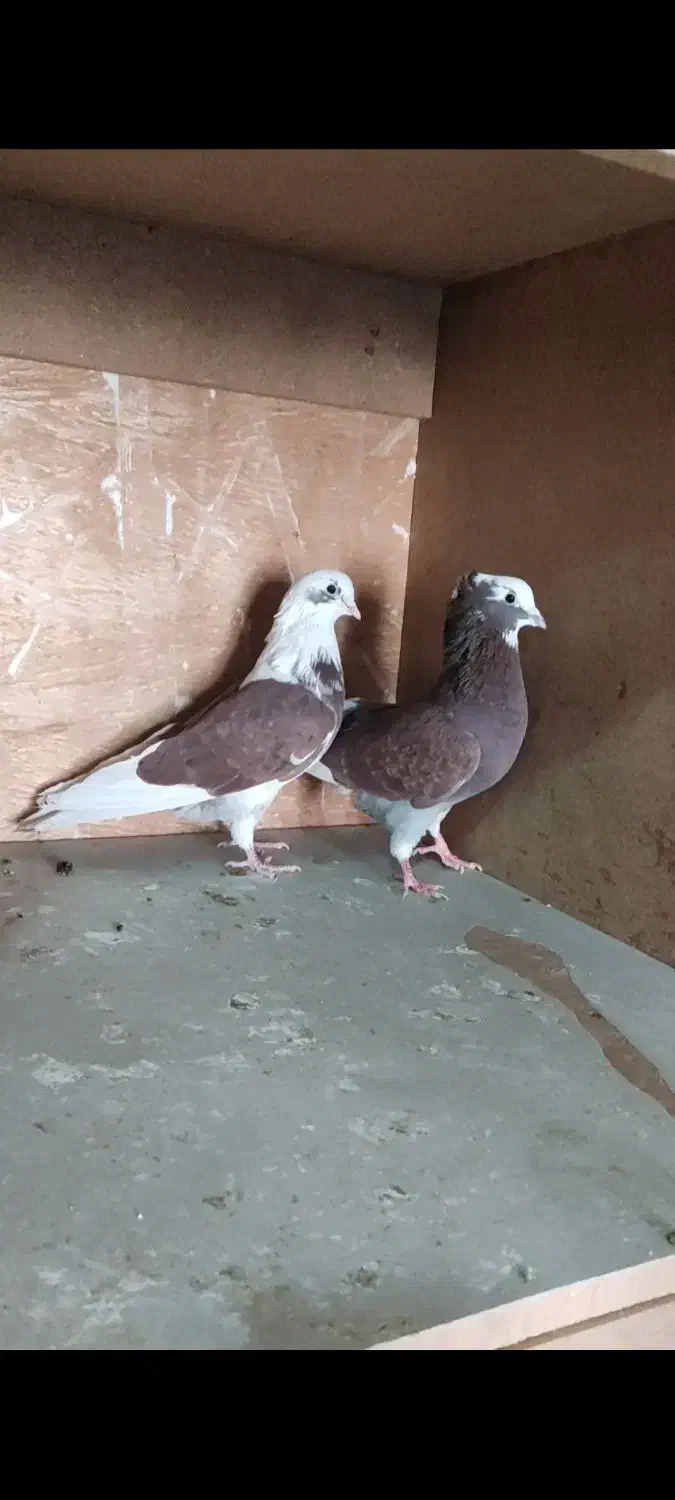 کبوتر شازده و سرخ و سوسکی|پرنده|اصفهان, رهنان|دیوار