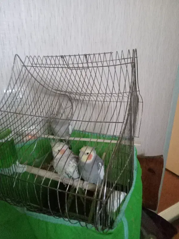 عروس هلندی|پرنده|شهر ری, دولت‌آباد|دیوار