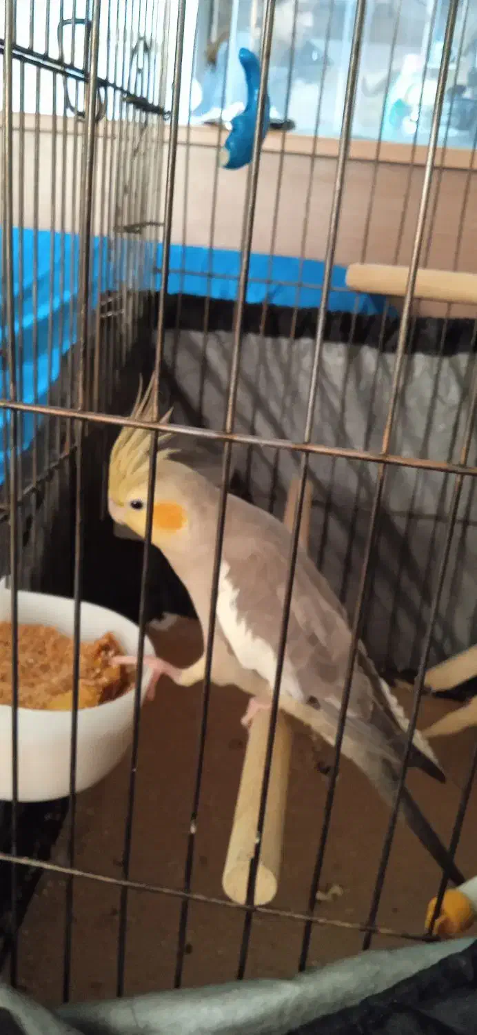 عروس هلندی ماده|پرنده|ری, دولت‌آباد|دیوار