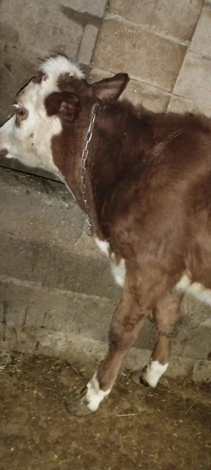 گوساله ماده ۷ ماهه جنس خوب خوش خوراک|حیوانات مزرعه|شاهین دژ, |دیوار