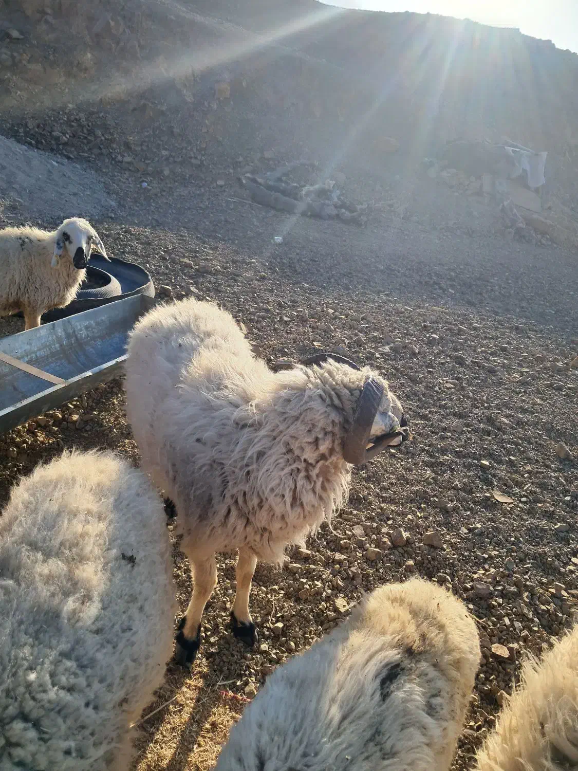 قوچ بزرگ وچاق آمد وکشتن|حیوانات مزرعه|درب بهشت, |دیوار