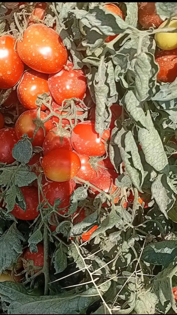 گوجه|خوردنی و آشامیدنی|آبیک, |دیوار