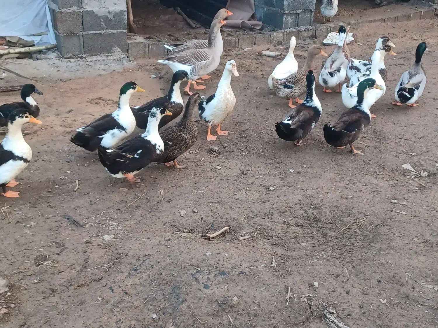 اردک|حیوانات مزرعه|رشت, لاکان|دیوار