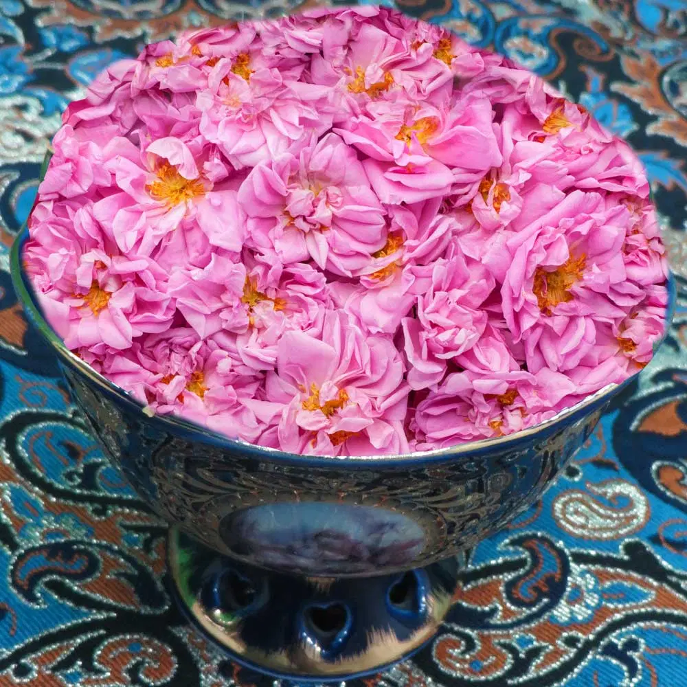 گل محمدی|گل و گیاه طبیعی|سنندج, |دیوار