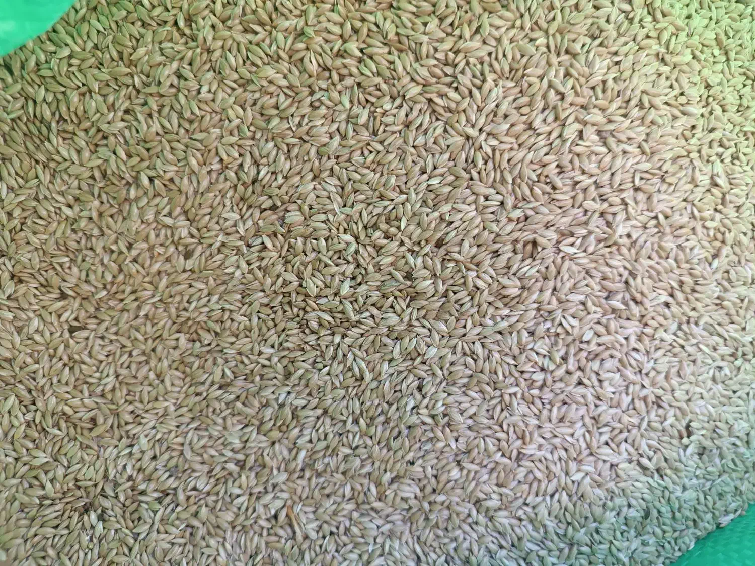 لوازم پرندگان زینتی|لوازم جانبی حیوانات|نقده, |دیوار