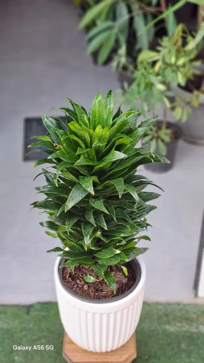 کامیس|گل و گیاه طبیعی|تربت‌حیدریه, بی بی حسنیه|دیوار