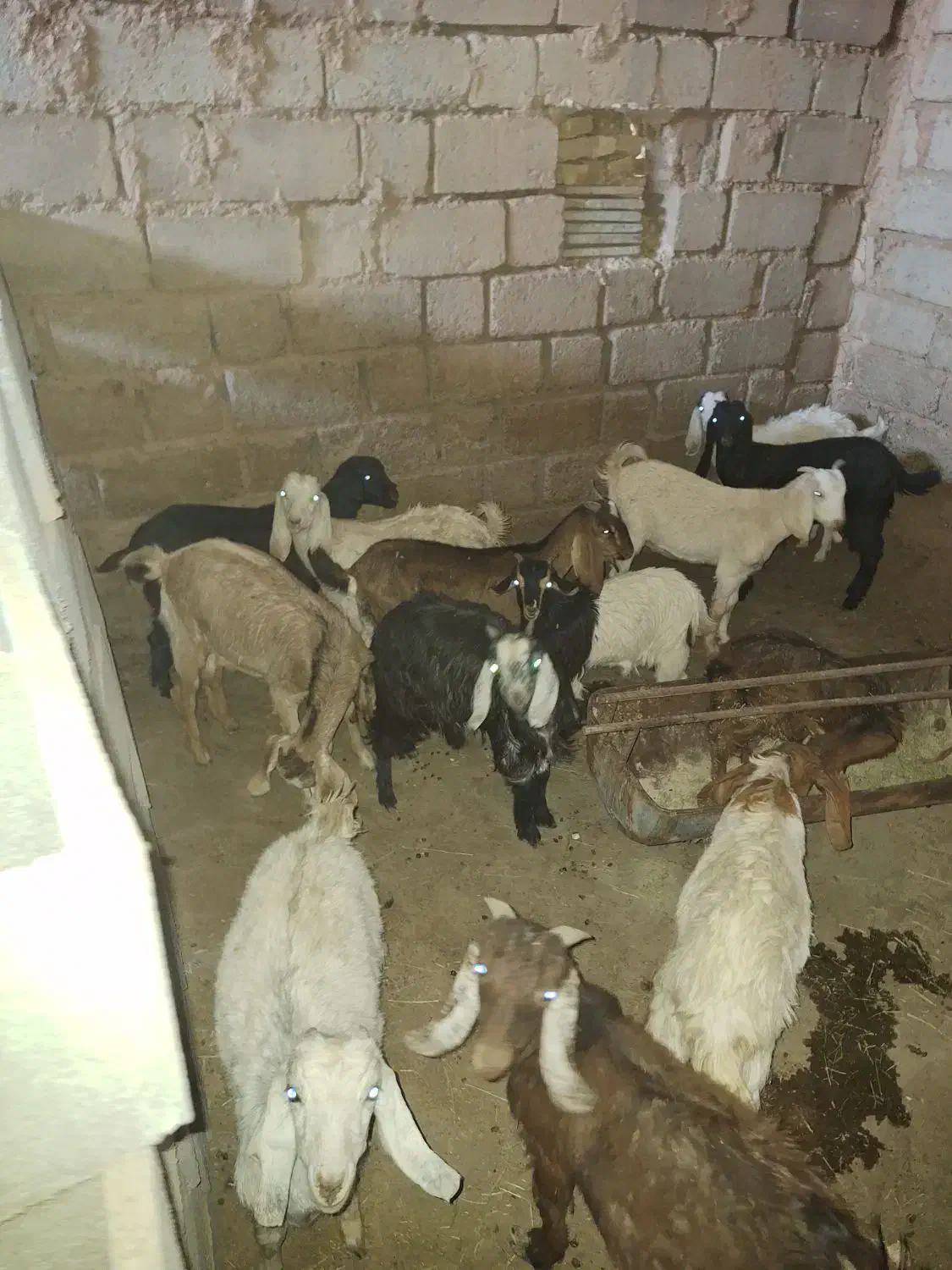 بزوکره|حیوانات مزرعه|مهریز, |دیوار