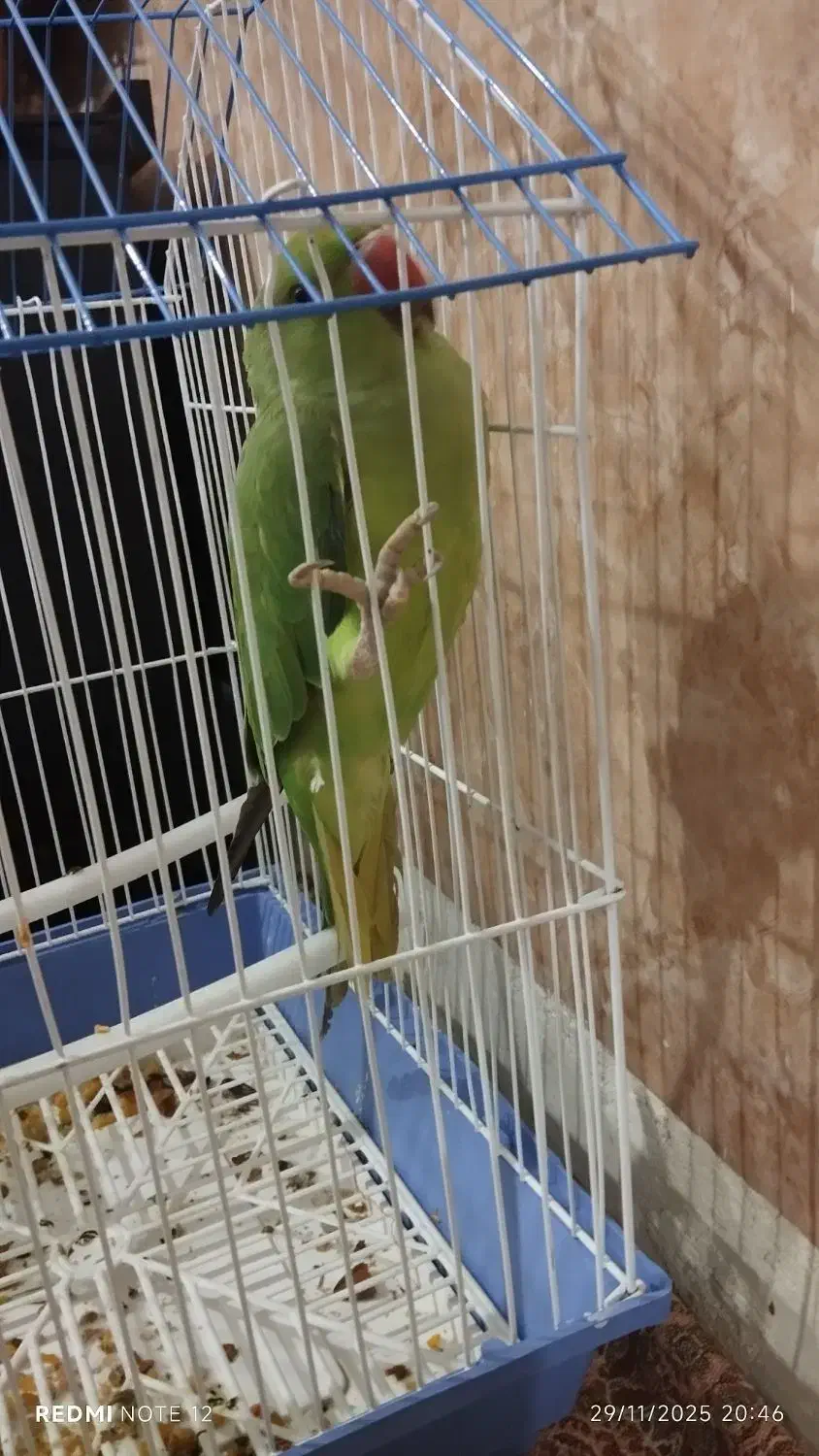 طوطی ملنگو ماده|پرنده|سنندج, |دیوار