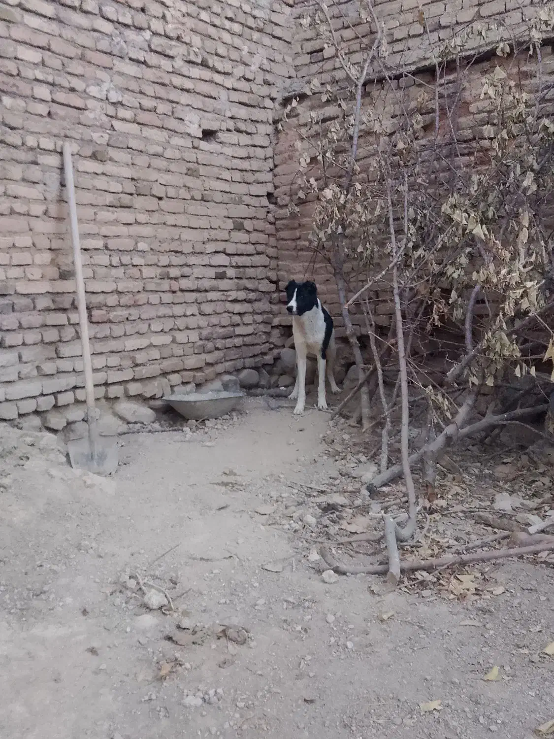 واگذاری سرابی|سگ|بستان آباد, |دیوار