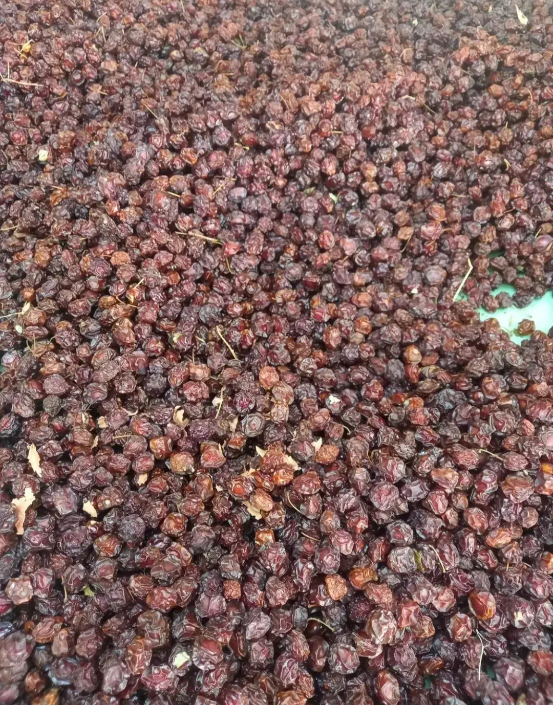 آلوچه خشک|خوردنی و آشامیدنی|تهران, بازار|دیوار