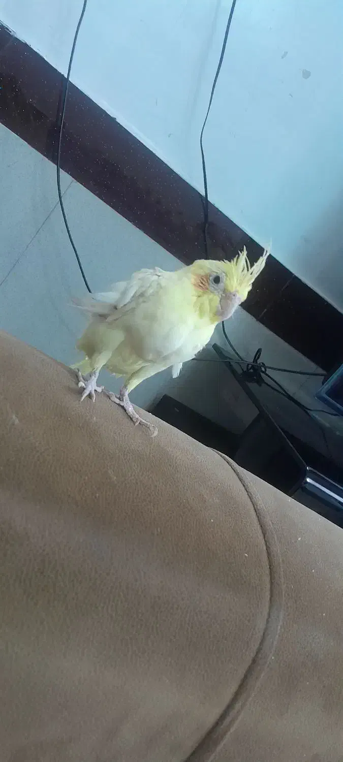 عروس هلندی بالغ|پرنده|بیرجند, |دیوار