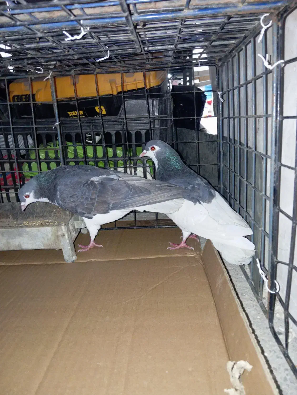 کفتر چادری|پرنده|نسیم‌شهر, |دیوار