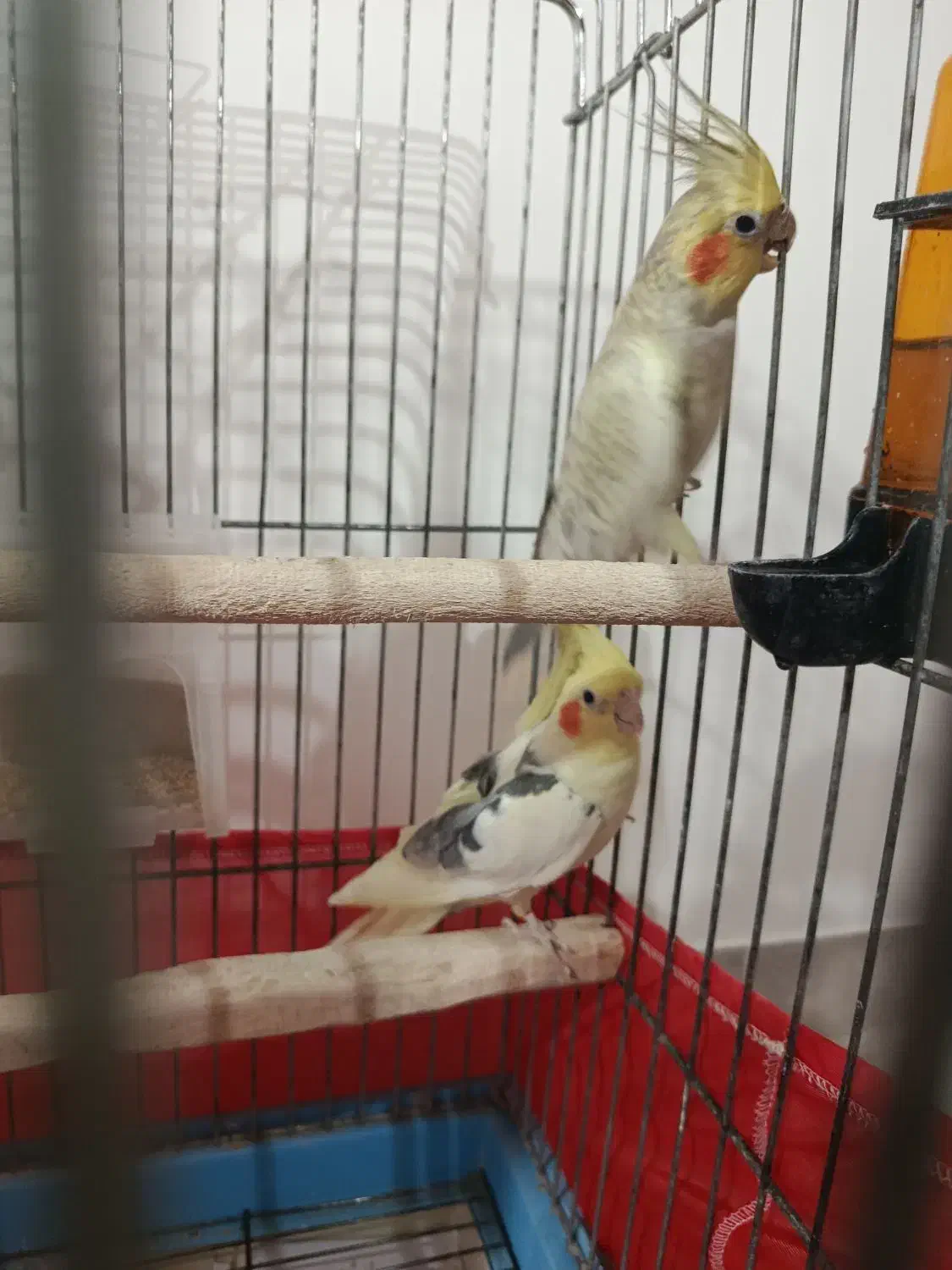 عروس هلندی|پرنده|شبستر, |دیوار