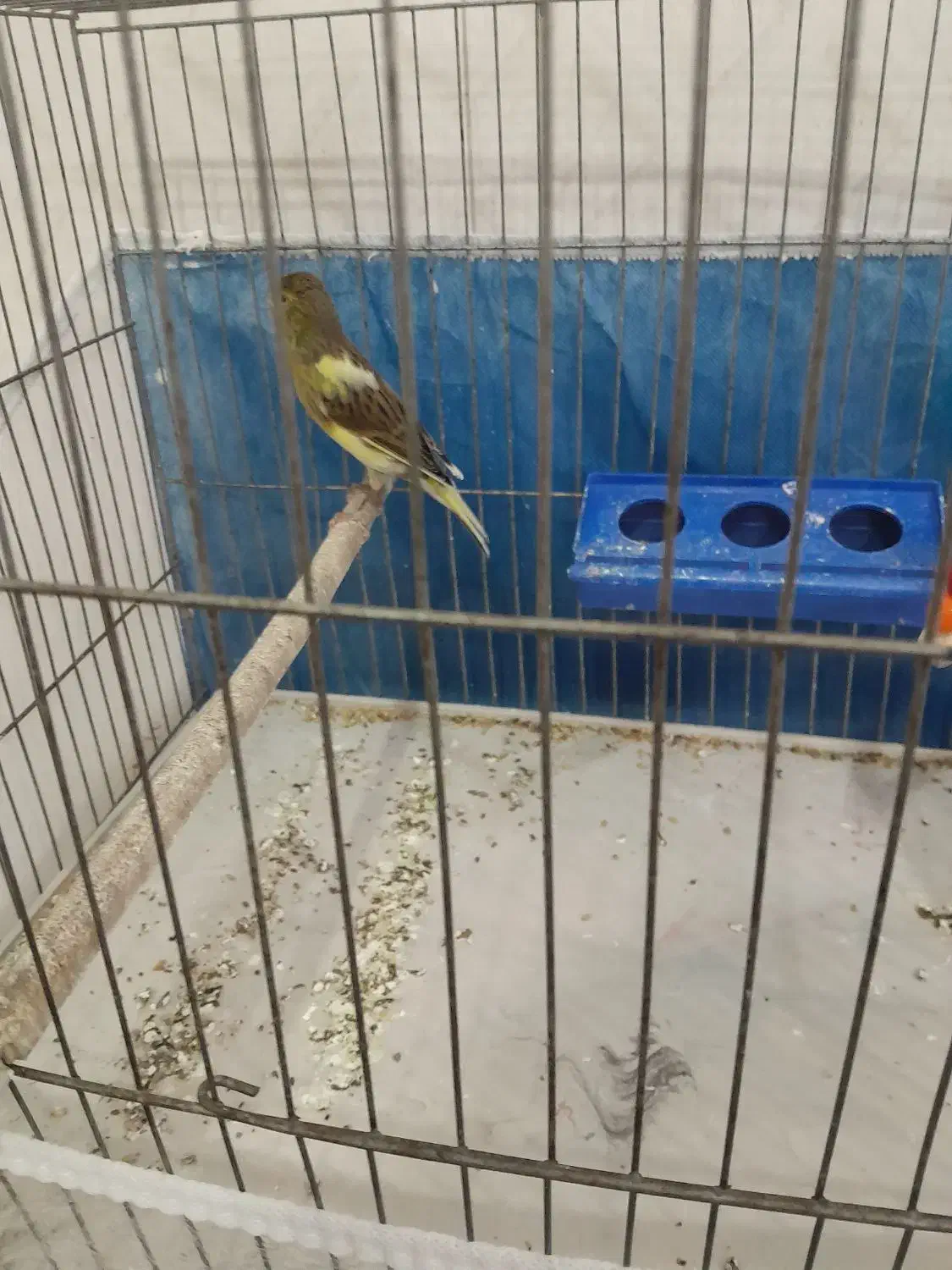 قناری نر|پرنده|مشگین شهر, |دیوار