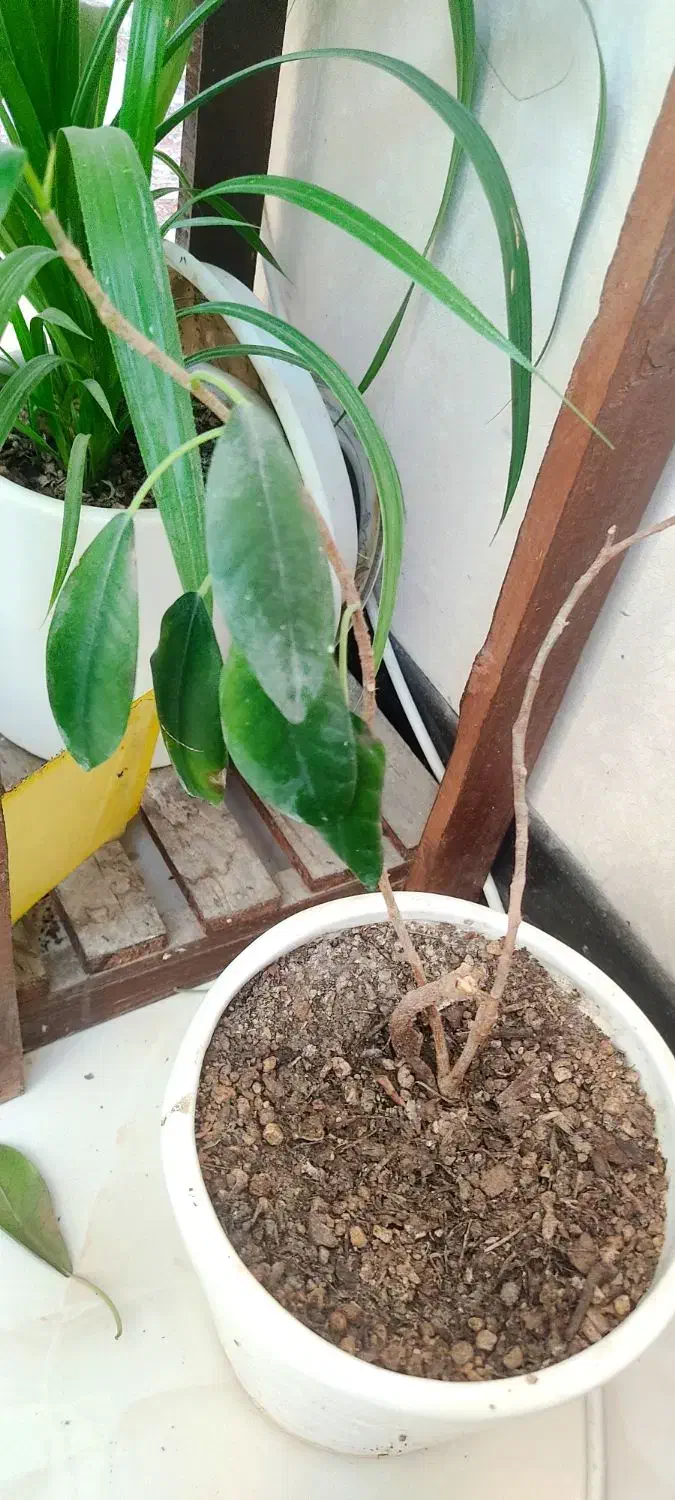 گل و گلدان|گل و گیاه طبیعی|اصفهان, بهارستان|دیوار