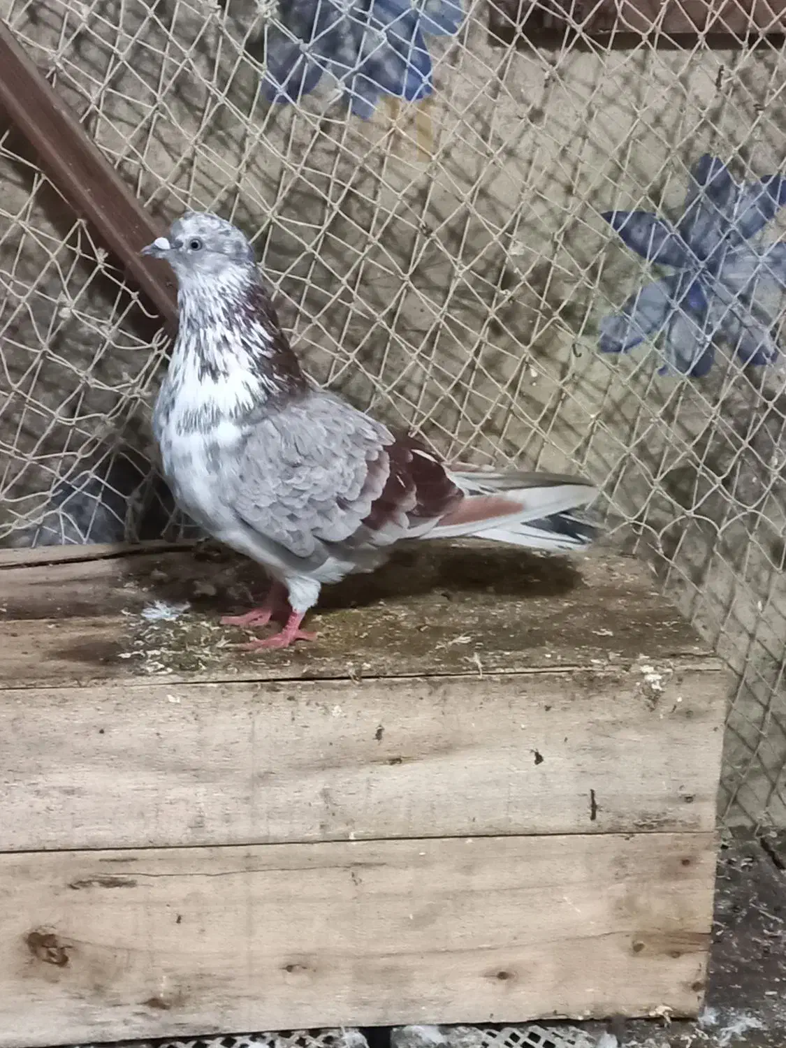 کبوتر پرشی|پرنده|رشت, حومه رشت|دیوار