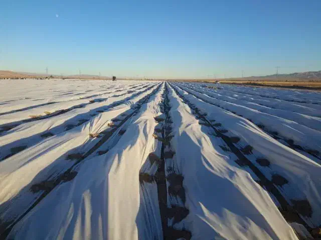 کاور کشاورزی|خدمات باغبانی و درختکاری|جیرفت, |دیوار