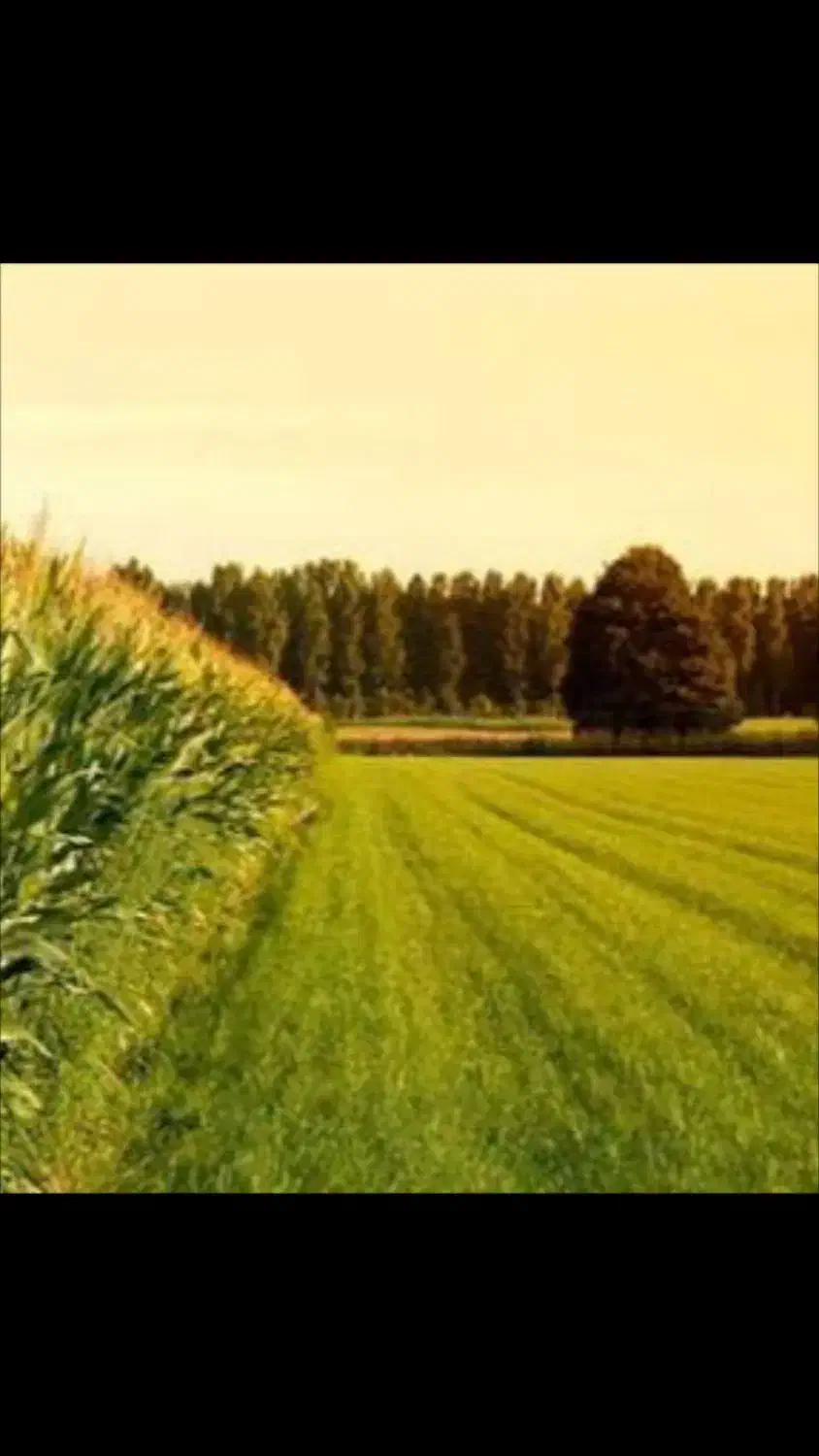 یک پلاک زمین باغچه|فروش زمین و ملک کلنگی|شیروان (لرستان), |دیوار