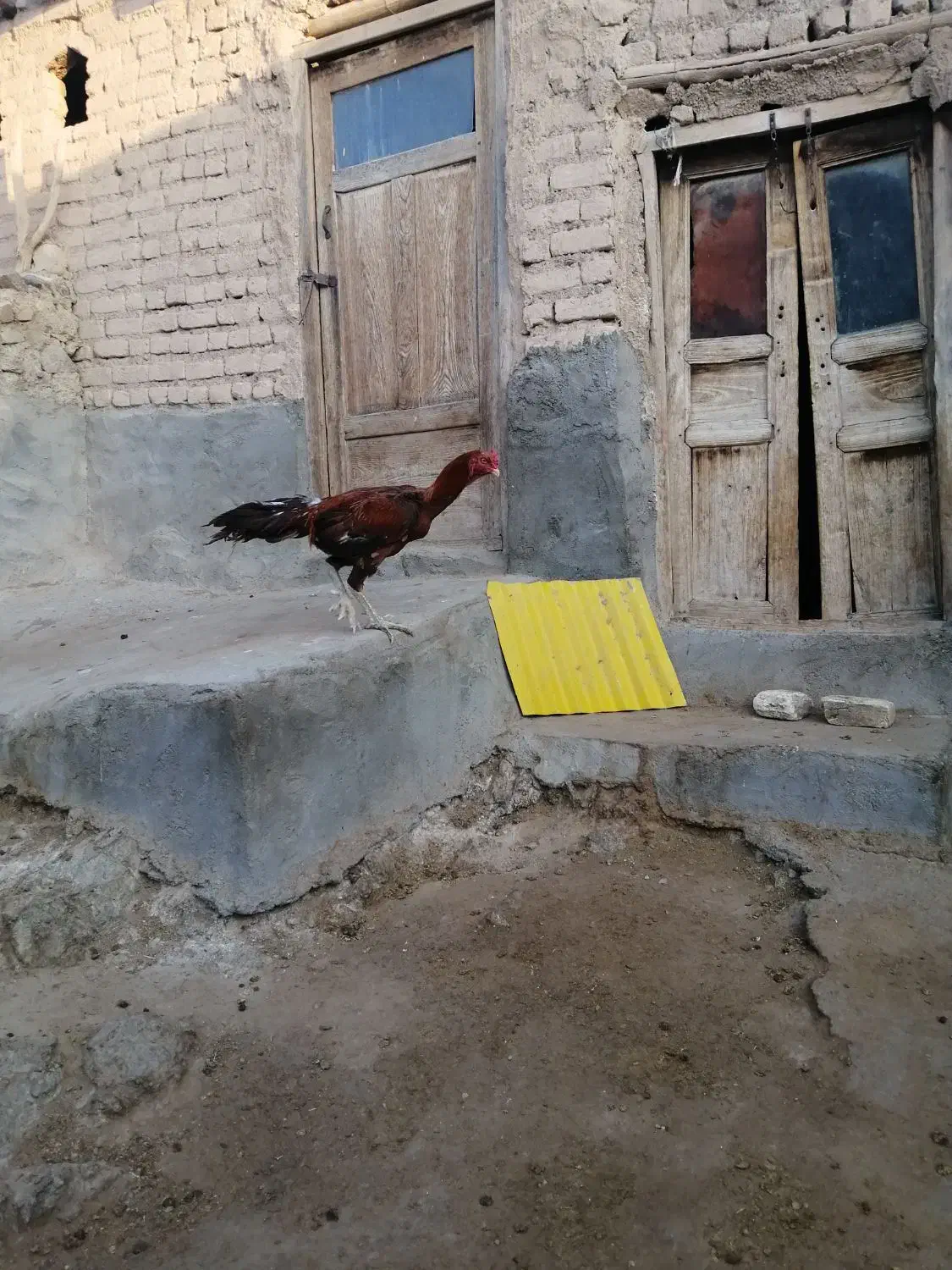 خروس لاری|حیوانات مزرعه|قاهان, |دیوار