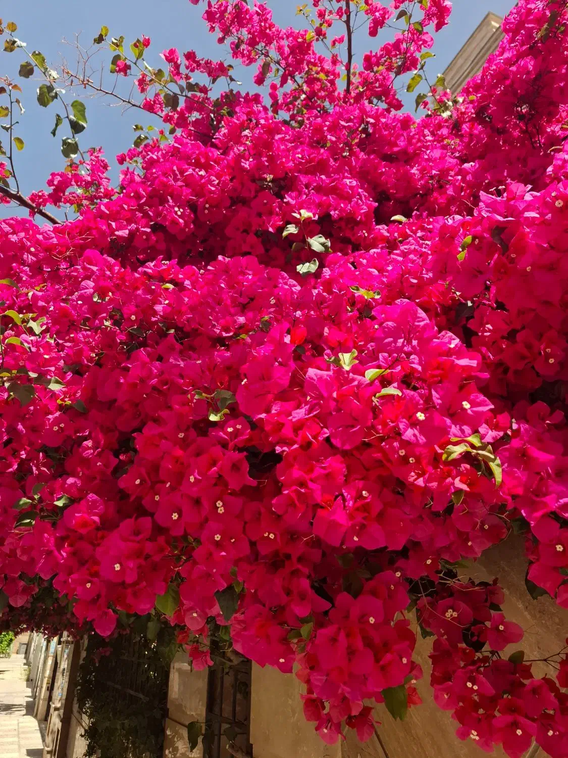 گمشده|اشیا|شیراز, شهرک فرهنگیان|دیوار
