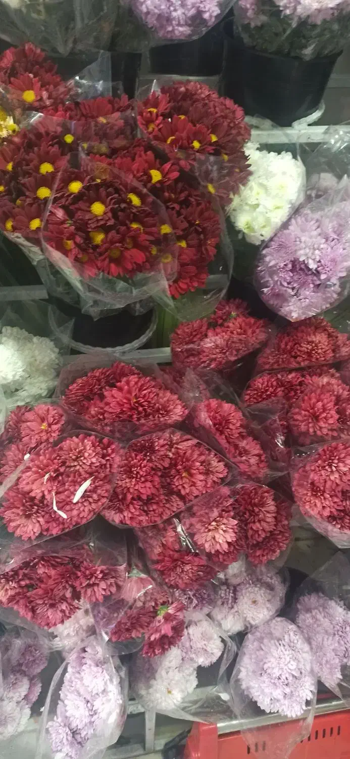 گل داودی ویژه شب یلدا فقط ۷۰هزار تومن|گل و گیاه طبیعی|ملایر, |دیوار