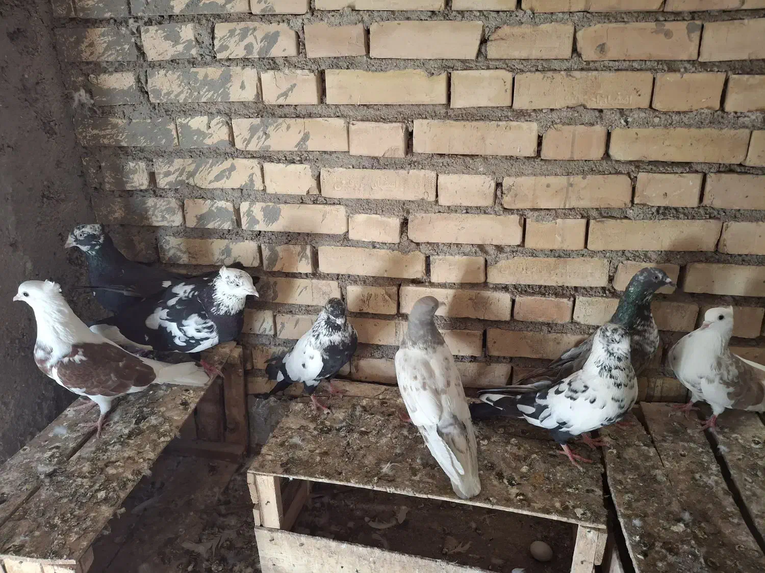 کفتر|پرنده|خرمشهر, |دیوار