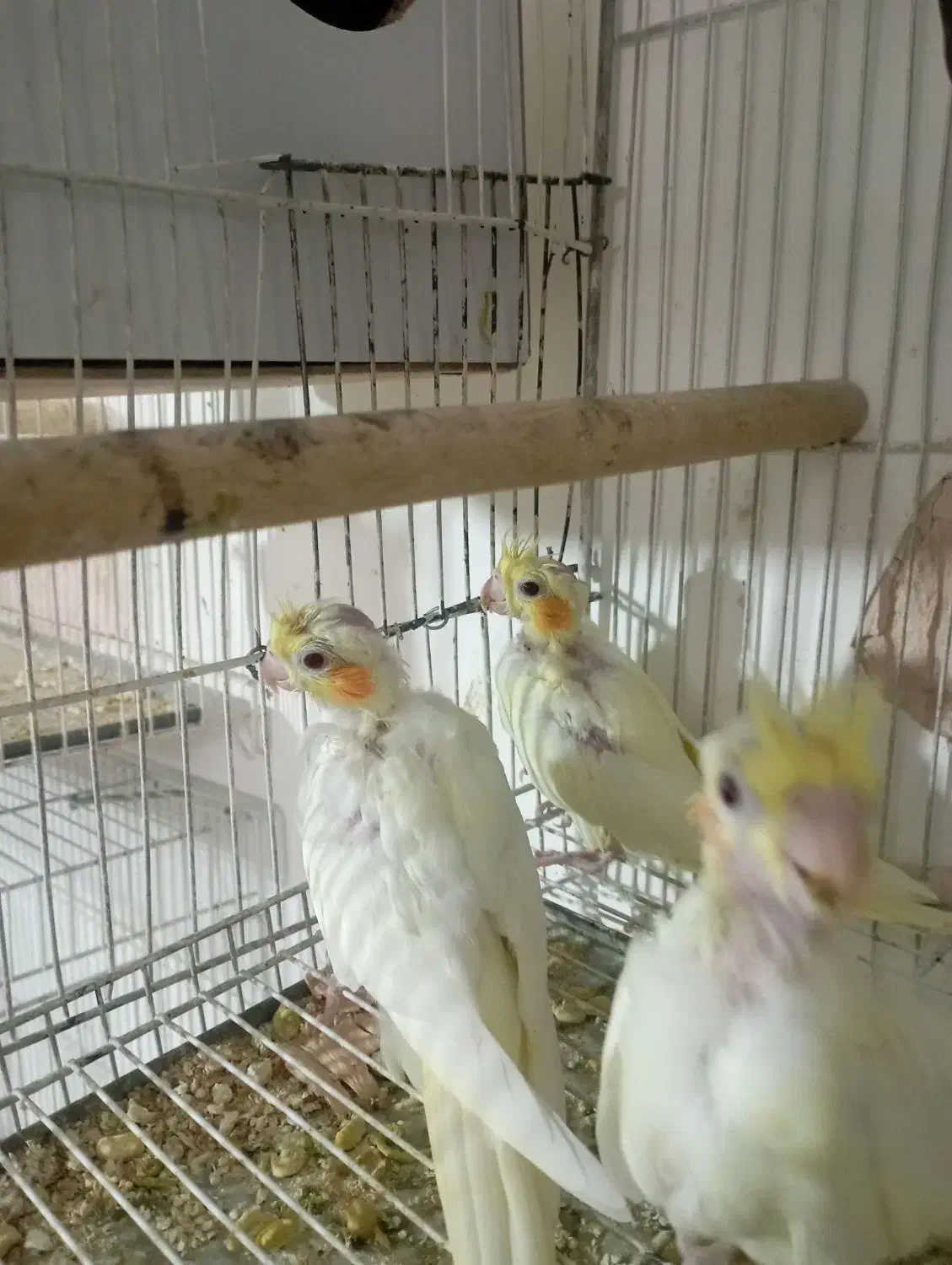 جوجه لوتینو|پرنده|پائین جام, |دیوار